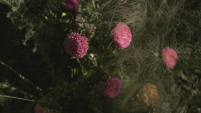 Pink flowers blooming in a garden
