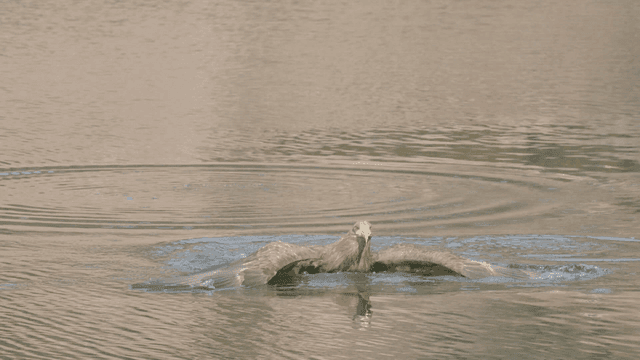 White-tailed eagle fallen into calm lake