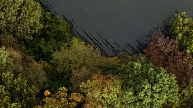 Lush green forest by a calm lake