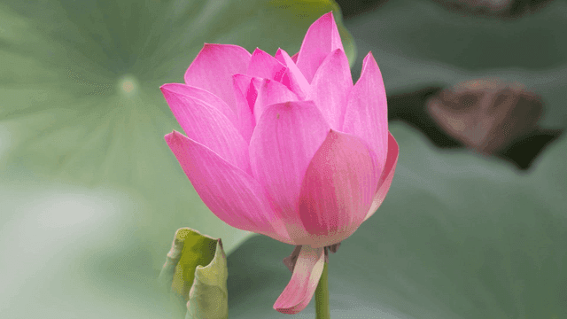 Blooming pink lotus flower