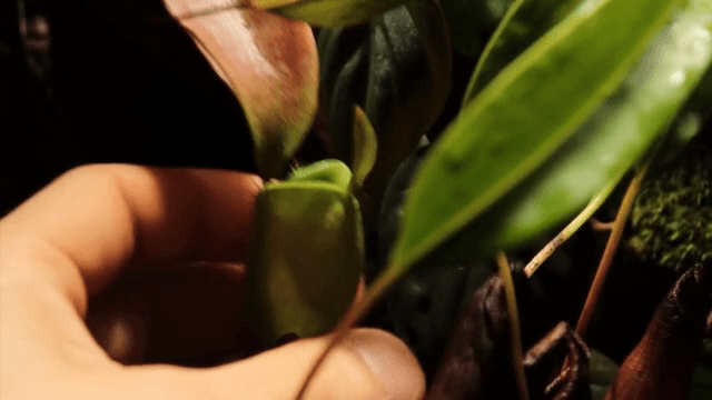Small plants in terrarium