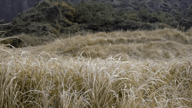 푸른 초원과 울창한 녹지