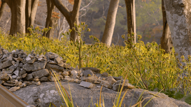 Yellow flowers blooming in quiet forest of stones