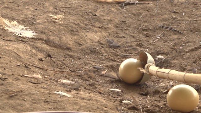 농장에 있는 타조알을 다루는 모습