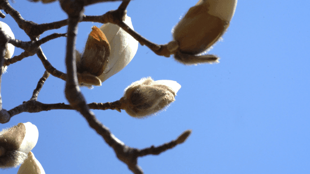 Magnolia buds against a clear blue sky
