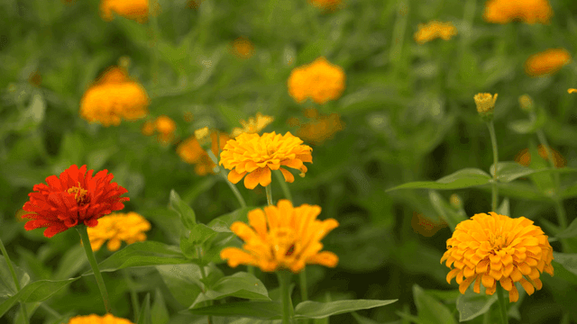 Colorful flowers blooming in garden