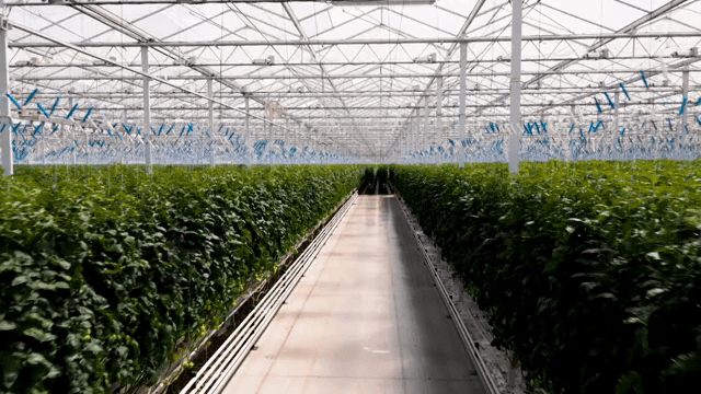 푸른 식물이 가득한 넓은 온실