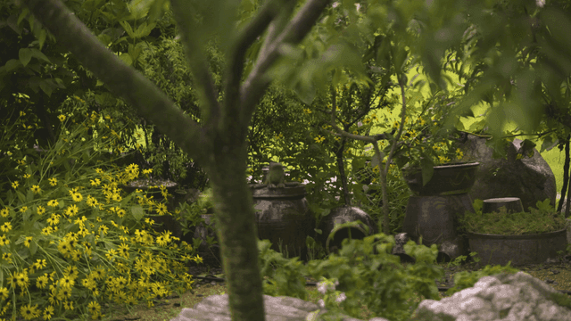 Tree in quiet garden with yellow flowers