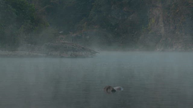 절벽과 숲으로 둘러싸인 강가의 안개 낀 아침
