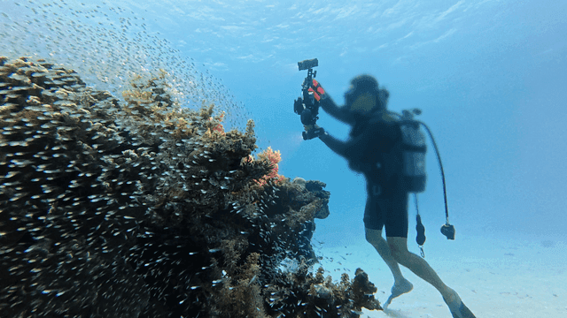 A diver filming a vibrant coral reef