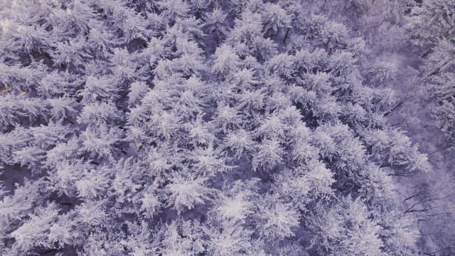 눈으로 하얗게 뒤덮인 새벽녘의 산