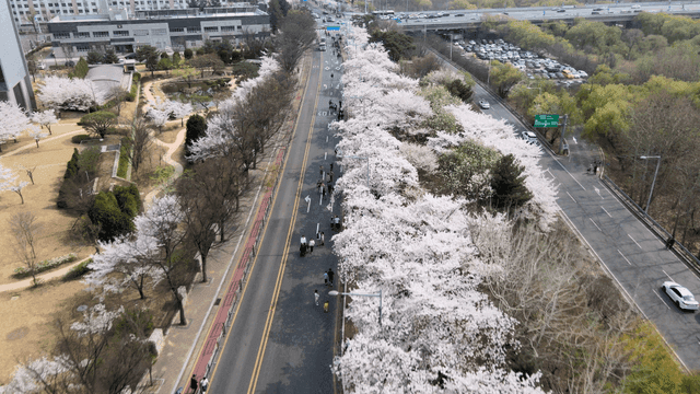 도로를 따라 핀 벚꽃
