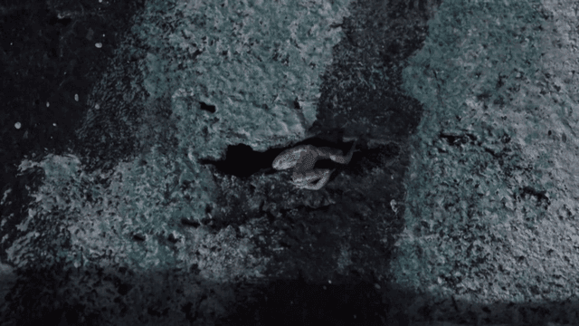Frog entering crack in concrete wall late at night