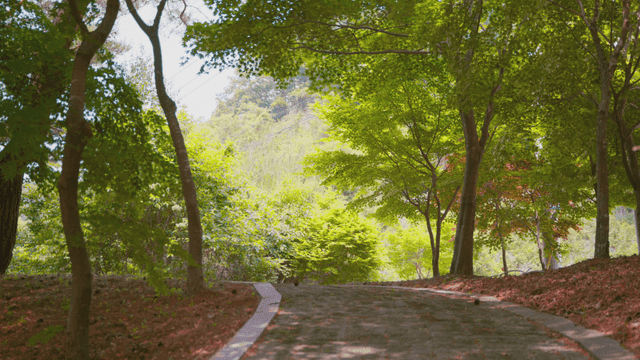 푸른 숲길의 고요한 풍경