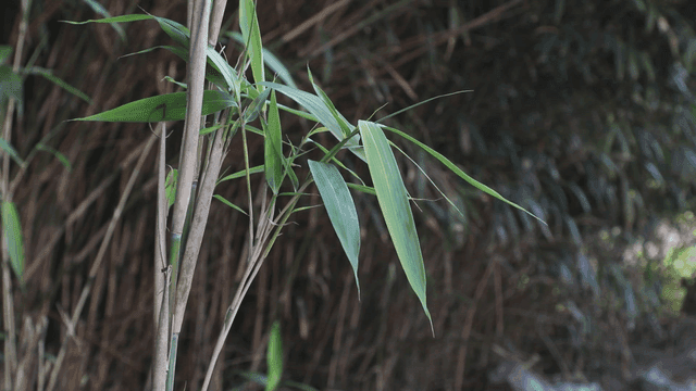 Close-up of bamboo leaves in a forest