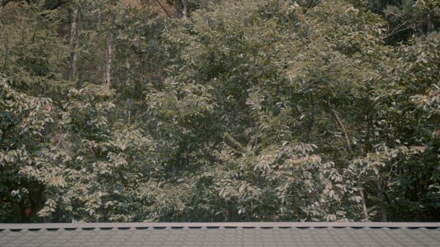 Rooftop View of Lush Forest Foliage