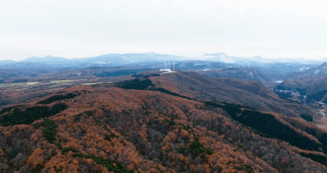 멀리 풍력 터빈이 보이는 가을 숲