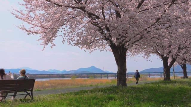 People Enjoying Cherry Blossoms in Park