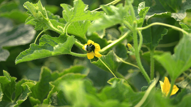 Bumblebee on yellow flower in garden