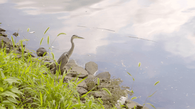 고요한 강가에 서 있는 왜가리