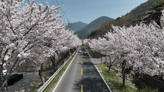 벚꽃이 늘어선 경치 좋은 도로