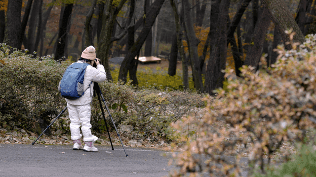 Back view of woman taking picture in forest