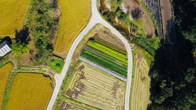 다채로운 들판과 구불구불한 도로