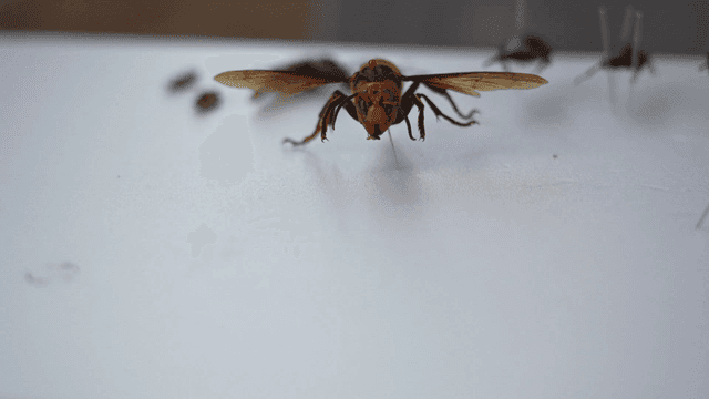 핀으로 고정된 말벌 표본 전시