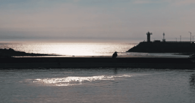 해질녘 바다에서 쉬고있는 갈매기