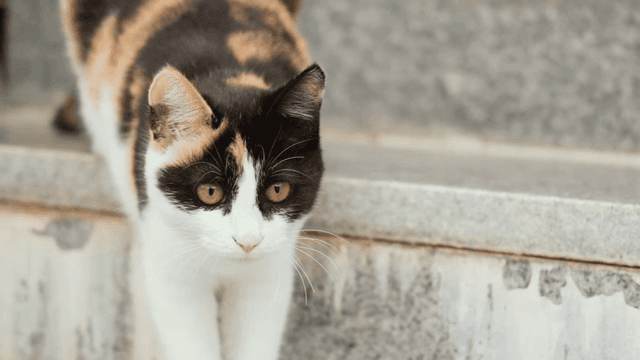 돌계단을 내려오는 고양이