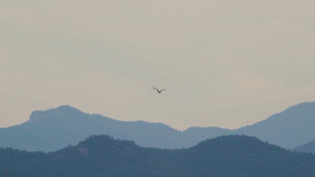 Bird flying over mountainous landscape