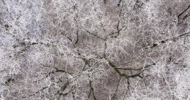 나뭇잎이 없는 겨울 나목으로 가득해 황량한 눈 덮인 숲