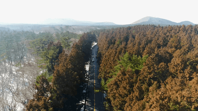 Road winding through a dense forest