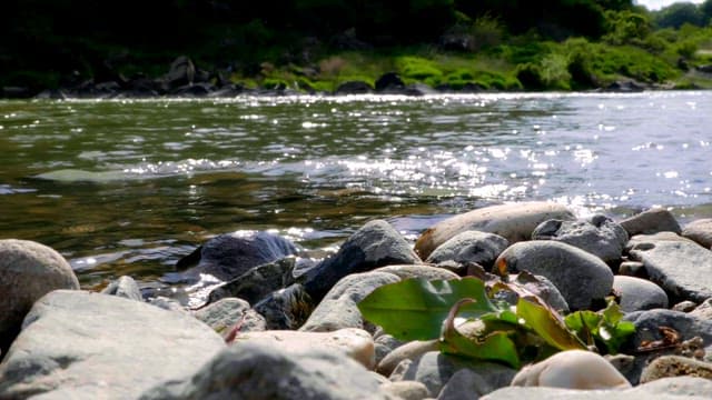 Flowing river with rocks and greenery