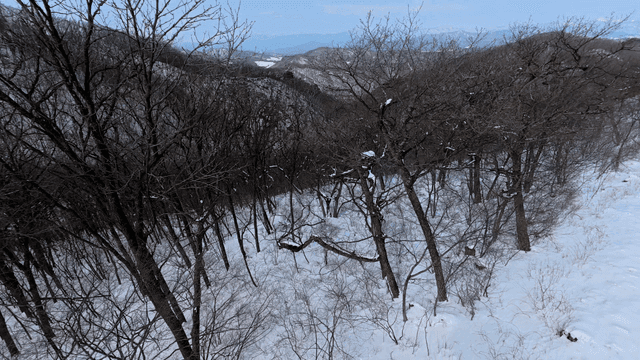 Snow-covered forest in winter