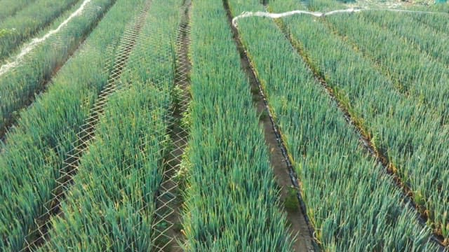 Field on a sunny day with fresh green onions growing