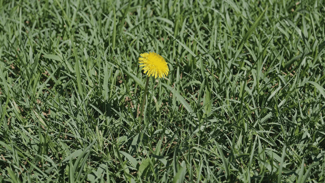 Dandelion blooming all alone on lawn