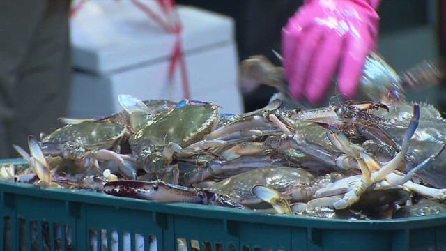 Fresh seafood crabs on display at market