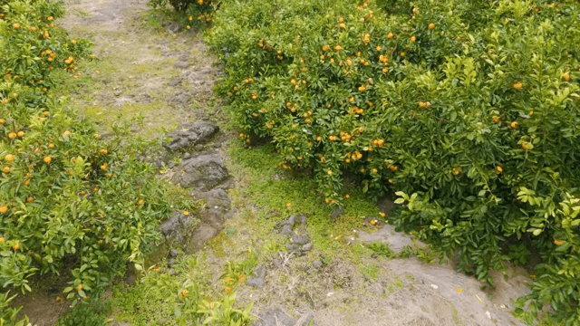 푸른 과수원의 귤나무