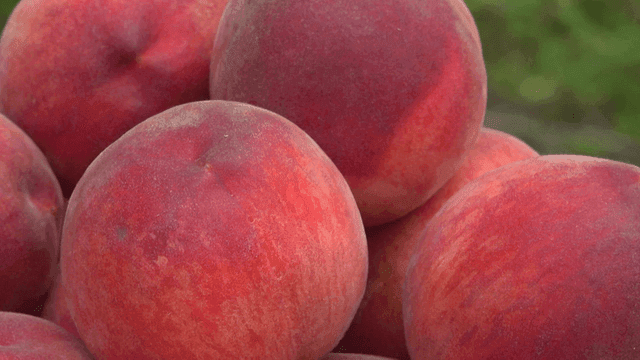 Fresh peaches stacked in a basket