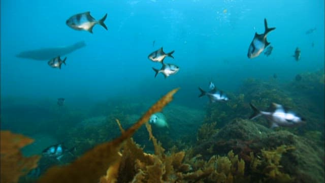 Underwater Seals and Fish in Natural Habitat