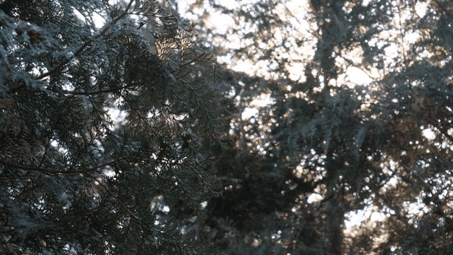 Sunlight filtering through forest trees