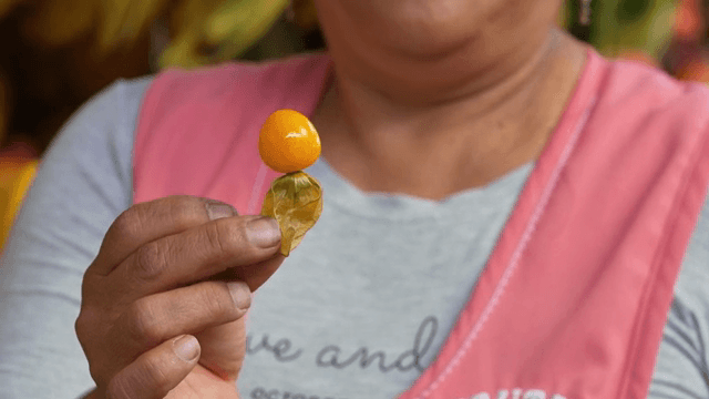 꽈리 열매를 들고 있는 사람