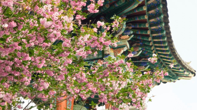 Cherry blossom petals falling next to a traditional Korean pavilion