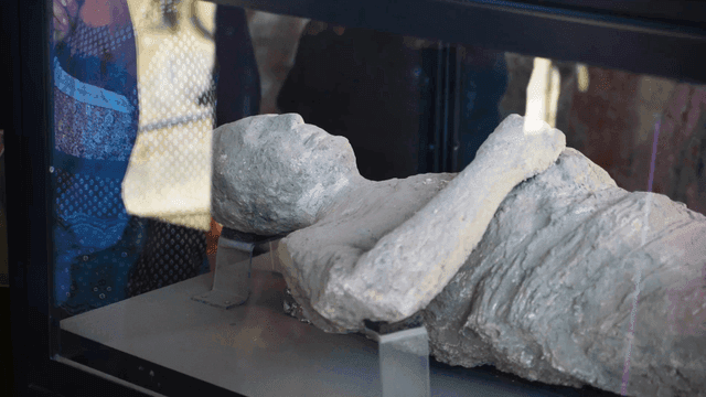 Plaster remains preserved in glass display case