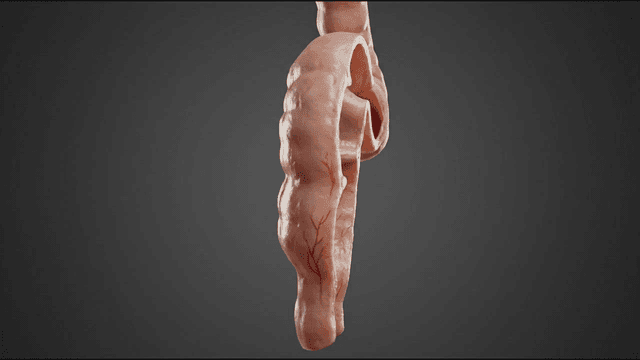 Detailed view of model of human large intestine