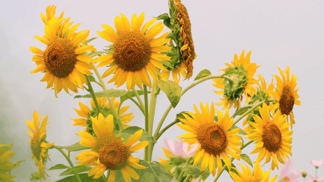 활짝 핀 밝은 해바라기