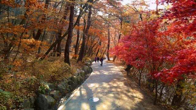 Autumn scenery in a serene forest with people walking along a path