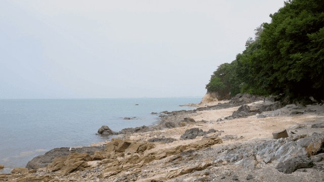 푸른 나무가 우거진 바위 해변