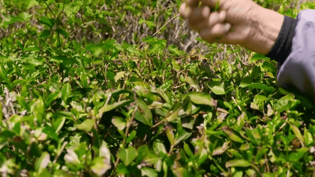 신선한 녹차 잎을 손으로 따기